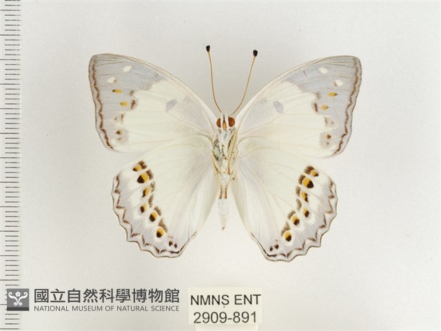 傲白蛺蝶藏品圖，第2張