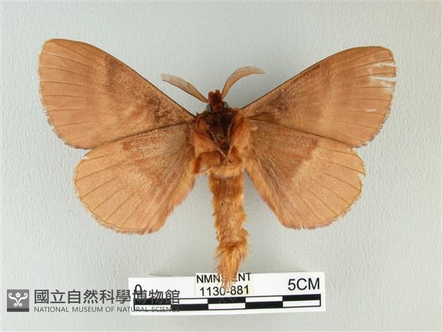 波紋枯葉蛾藏品圖，第2張