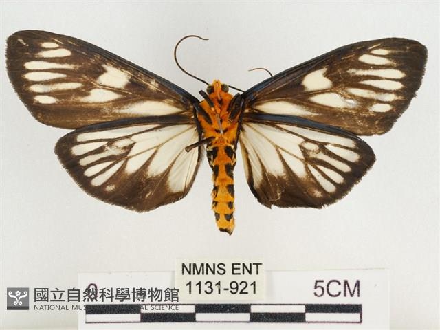 巨網燈蛾藏品圖，第2張