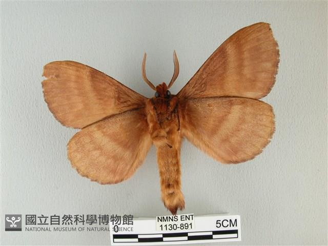 波紋枯葉蛾藏品圖，第2張