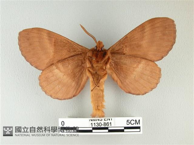 波紋枯葉蛾藏品圖，第2張