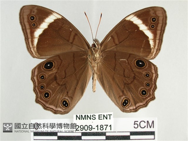臺灣黛眼蝶藏品圖，第2張