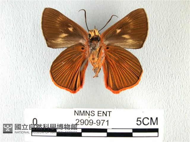 橙翅傘弄蝶藏品圖，第2張
