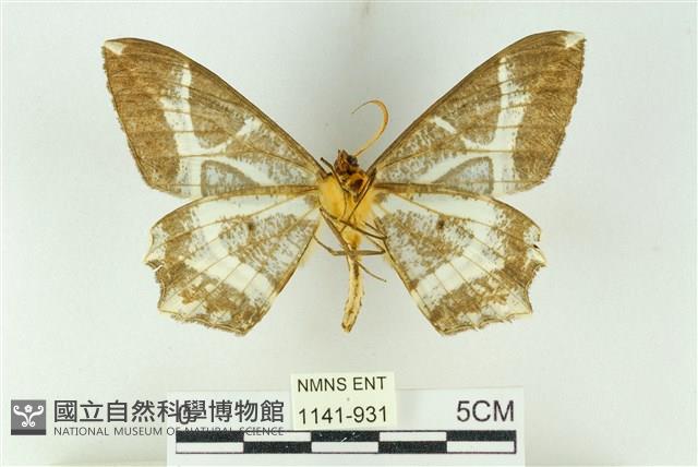 樹形尺蛾藏品圖，第2張