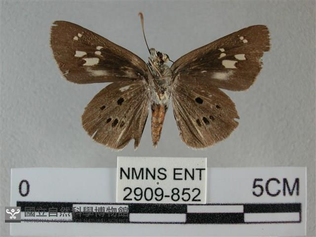 黑星弄蝶藏品圖，第2張