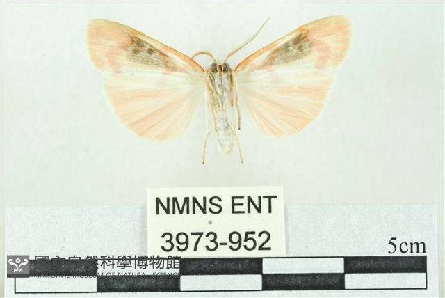 臺雪苔蛾藏品圖，第2張