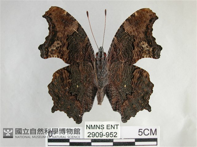 琉璃蛺蝶藏品圖，第2張