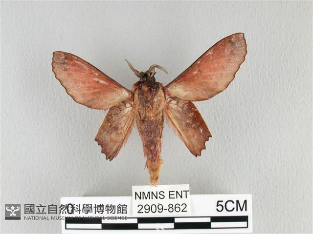 臺灣枯葉蛾藏品圖，第2張