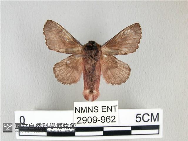 銀肩枯葉蛾藏品圖，第2張