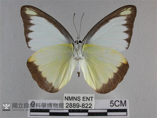 異色尖粉蝶藏品圖，第2張