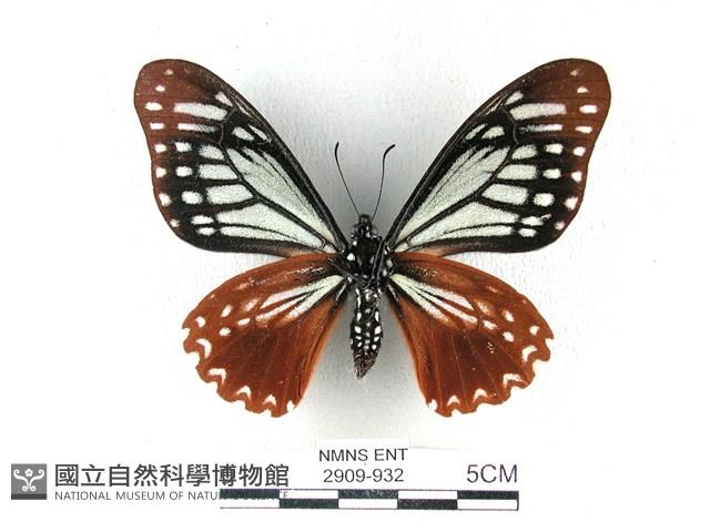 斑鳳蝶藏品圖，第2張