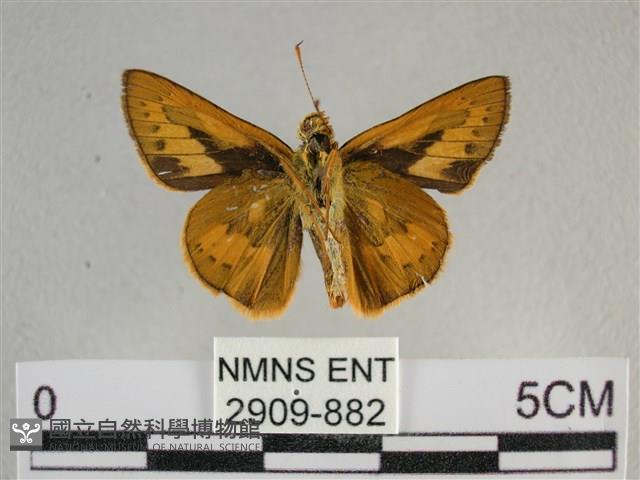 竹橙斑弄蝶藏品圖，第2張
