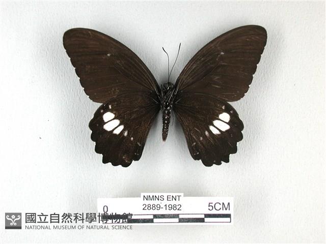 無尾白紋鳳蝶藏品圖，第2張