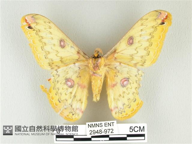 黃豹天蠶蛾藏品圖，第2張