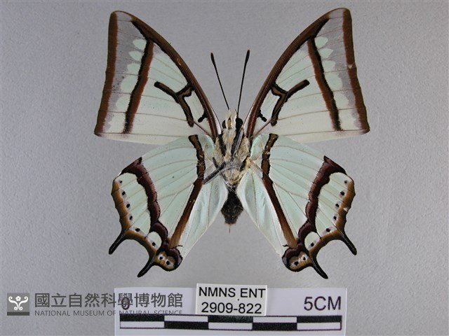 小雙尾蛺蝶藏品圖，第2張