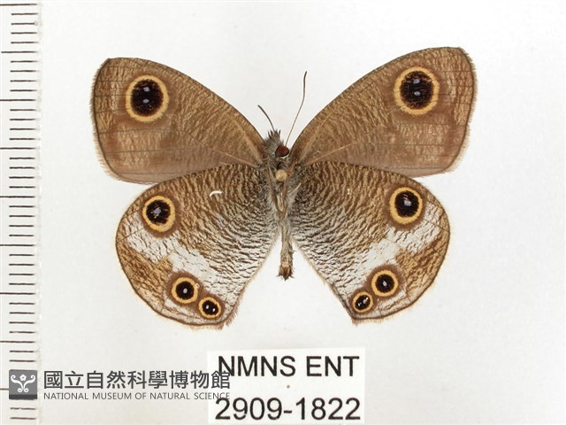 白帶波眼蝶藏品圖，第2張