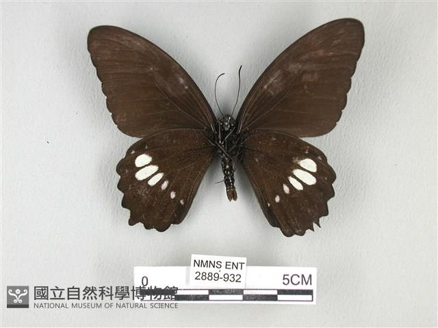 無尾白紋鳳蝶藏品圖，第2張