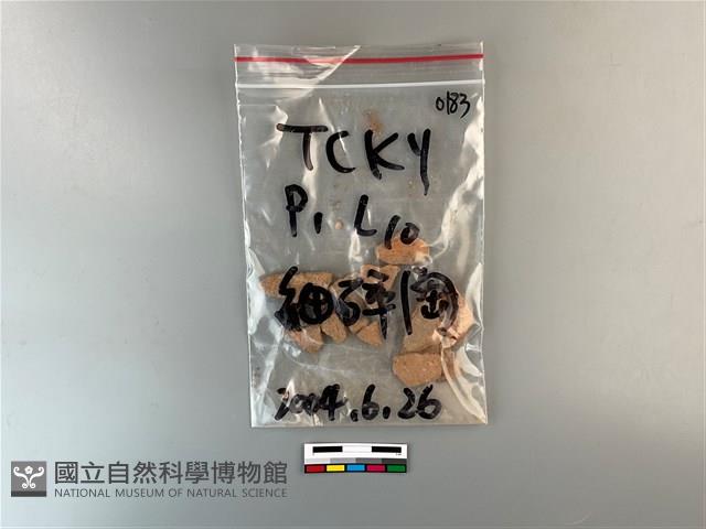 陶片藏品圖，第1張