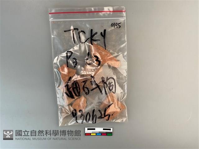 陶片藏品圖，第1張