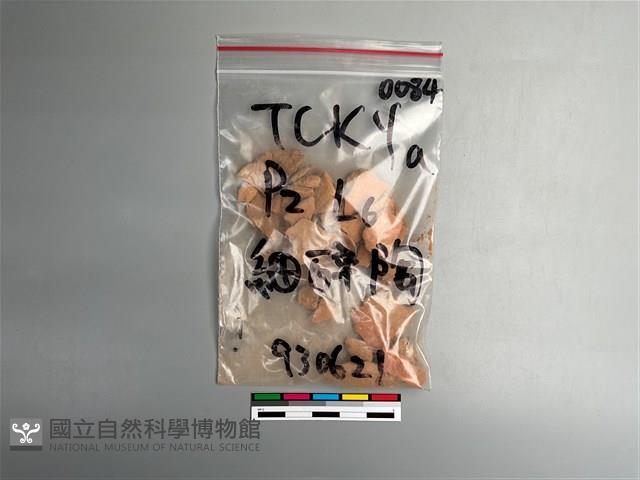 陶片藏品圖，第1張