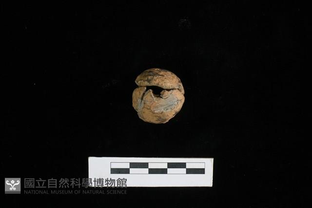 紡輪藏品圖，第1張