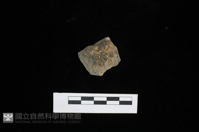陶片藏品圖，第1張