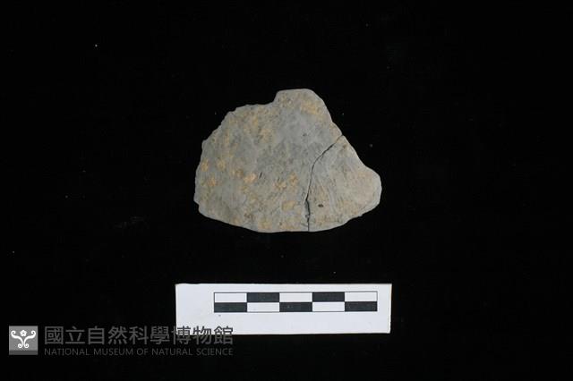 陶片藏品圖，第1張