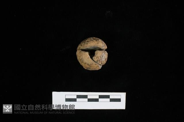 紡輪藏品圖，第2張
