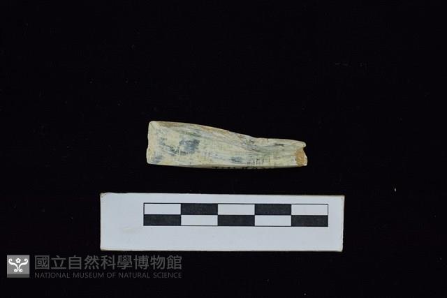 錛鑿形器藏品圖，第1張