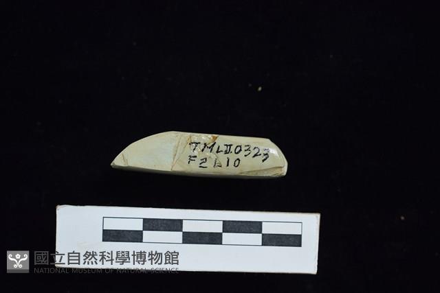 錛鑿形器藏品圖，第3張