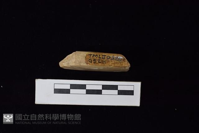 錛鑿形器藏品圖，第3張