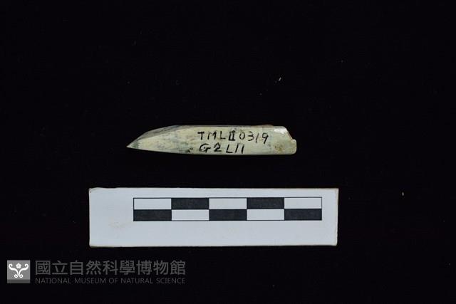 錛鑿形器藏品圖，第3張