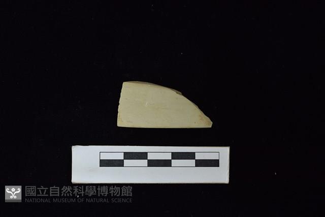 錛鑿形器藏品圖，第2張