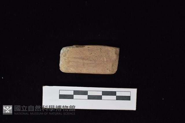 錛鑿形器藏品圖，第2張