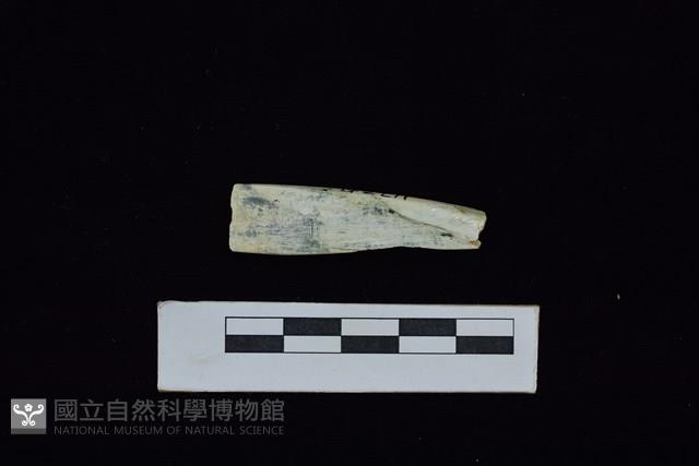 錛鑿形器藏品圖，第2張