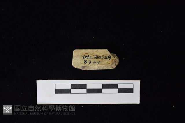 錛鑿形器藏品圖，第2張