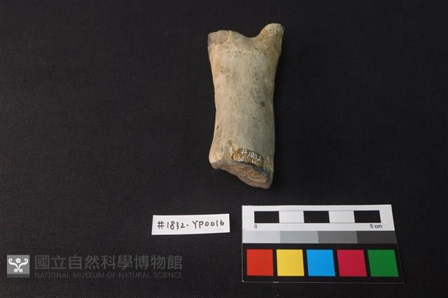 陶片藏品圖，第2張