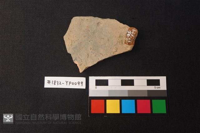 陶片藏品圖，第2張