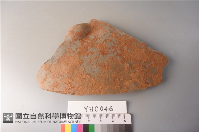 陶片藏品圖，第1張