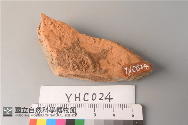 陶片藏品圖，第2張