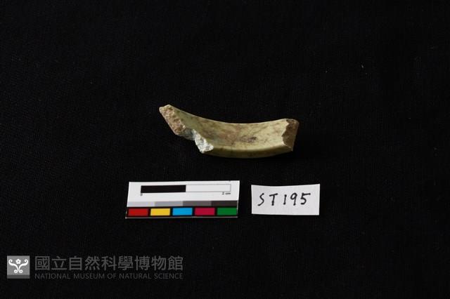 玉環藏品圖，第4張