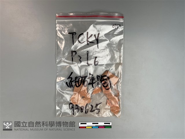 陶片藏品圖，第1張