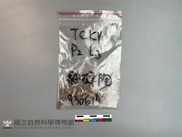 陶片藏品圖，第1張