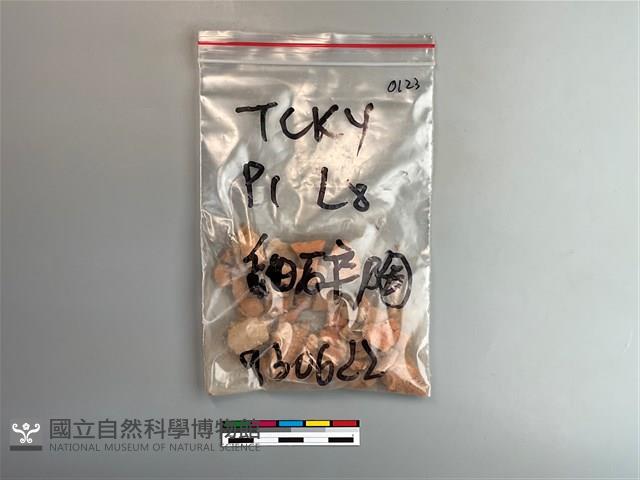 陶片藏品圖，第1張