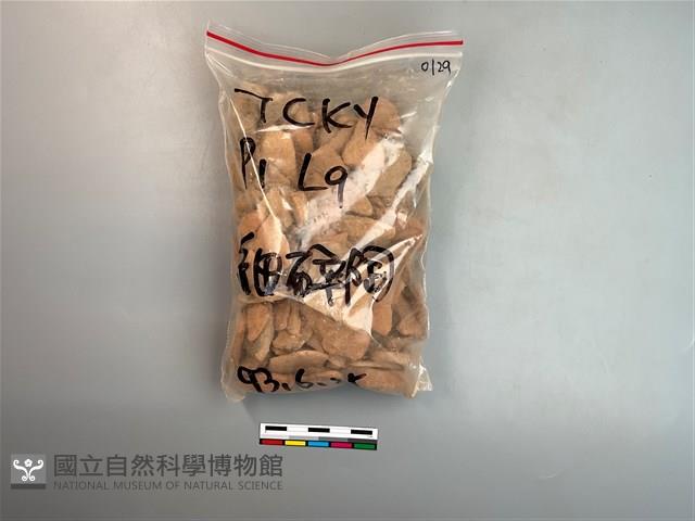 陶片藏品圖，第1張