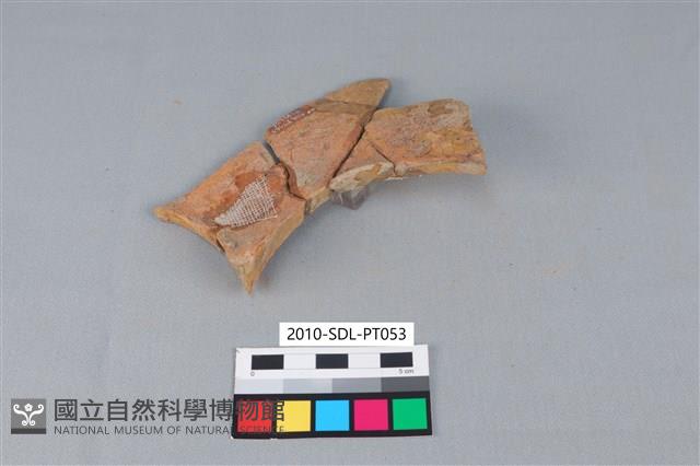 Accession Number:2010-SDL-PT053 Collection Image, Figure 3, Total 3 Figures