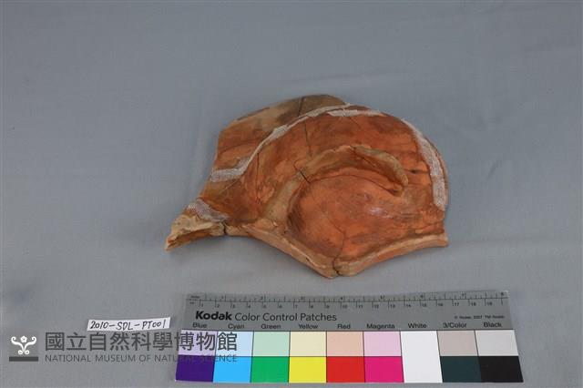 連杯形器藏品圖，第3張