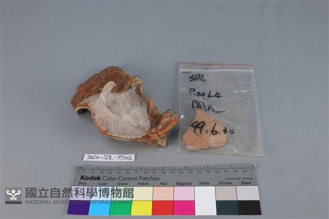 Accession Number:2010-SDL-PT002 Collection Image, Figure 4, Total 4 Figures