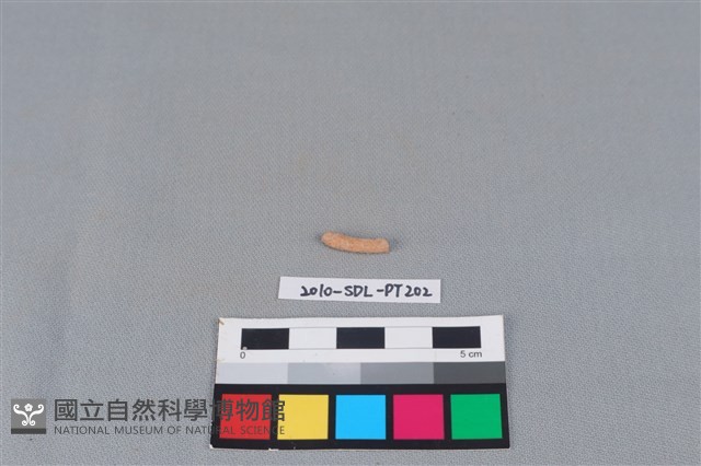 陶環藏品圖，第2張