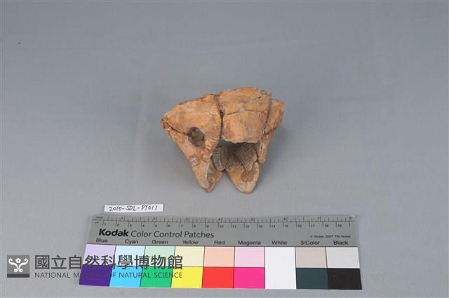 豆形器藏品圖，第2張